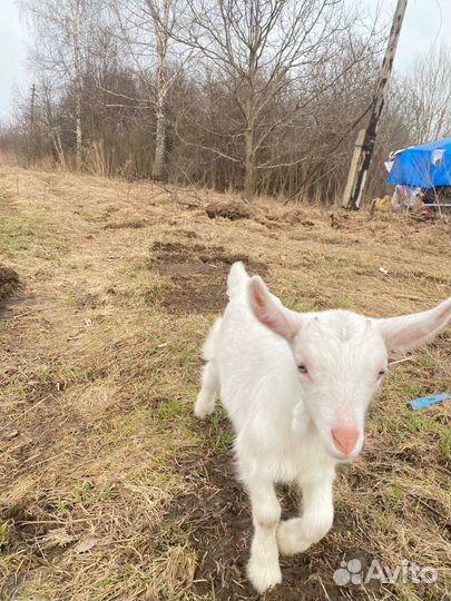Козлята ягнята