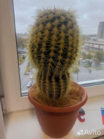 Кактусы и суккуленты