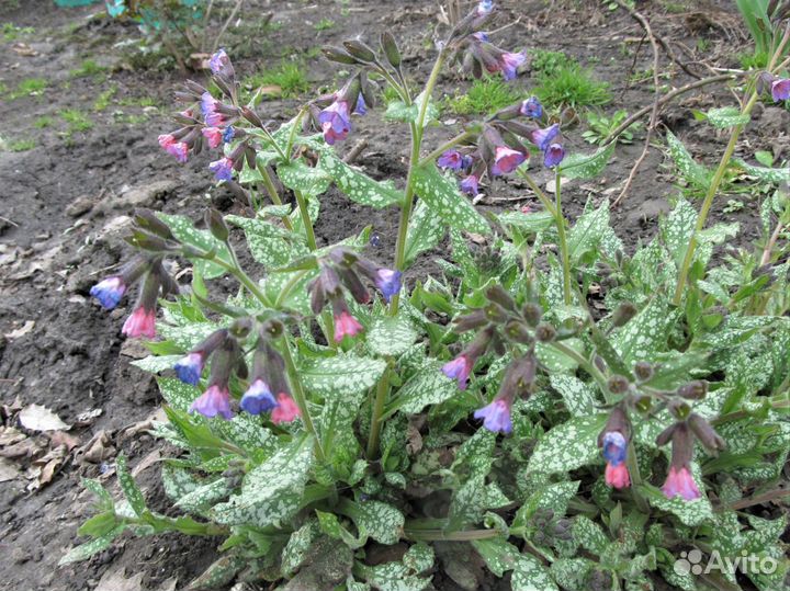 Цветы многолетники