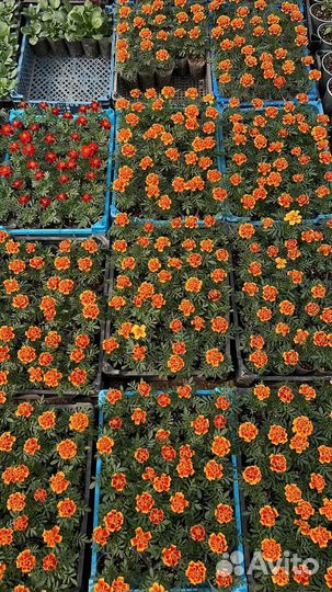 Рассада однолетних цветов, высшего качества