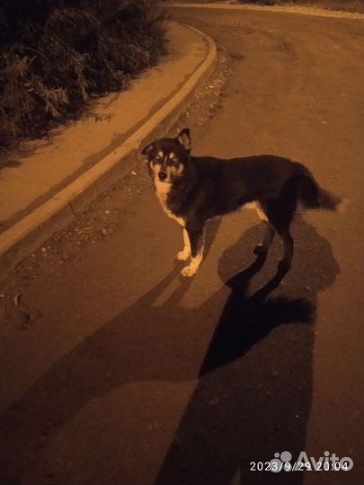 Собака в добрые руки