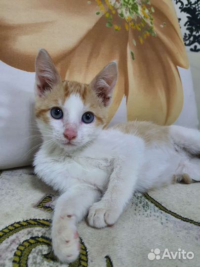 Бело рыжий котенок