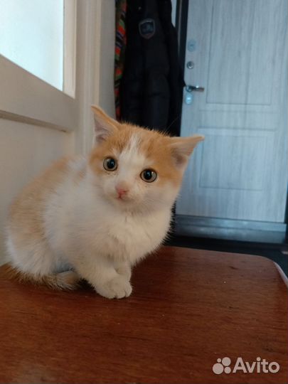 Котёнок