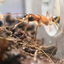 Harpegnathos saltator