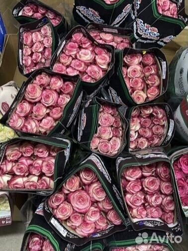 Роза Эквадор