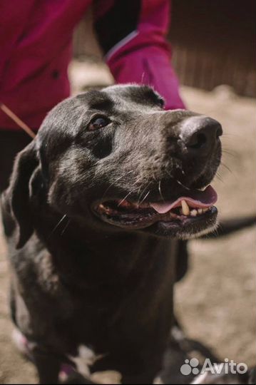 Собака метис лабрадора