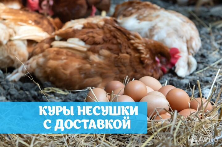Куры несушки
