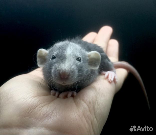 Крысята Дамбо уникальные