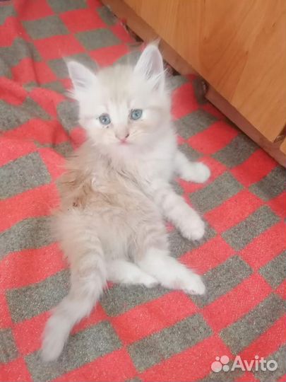 Кошки мейн-кун