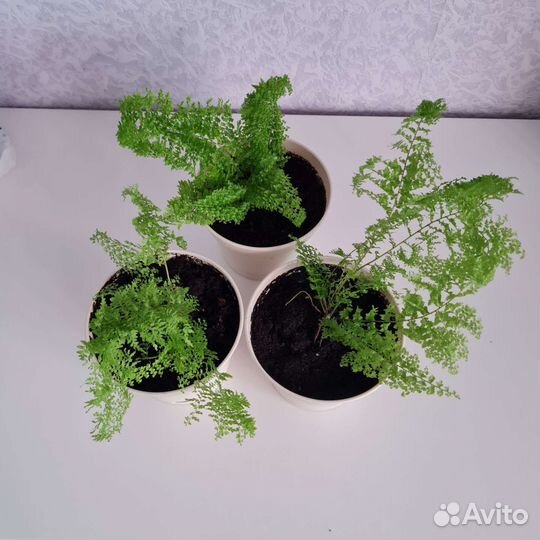 Папоротник нефролепис Fluffy Ruffles