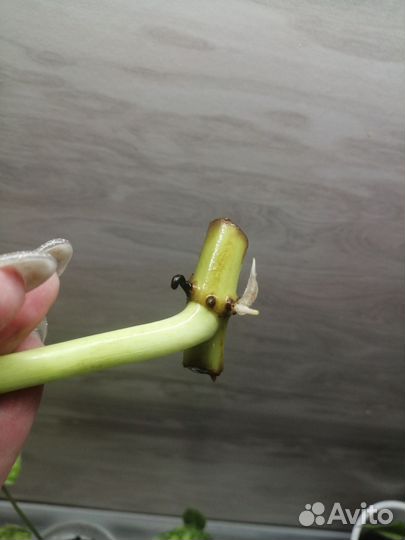 Филодендрон голди лок