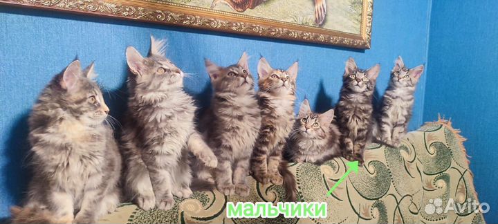 Котята мейн-кун