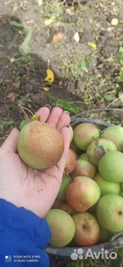 Груши