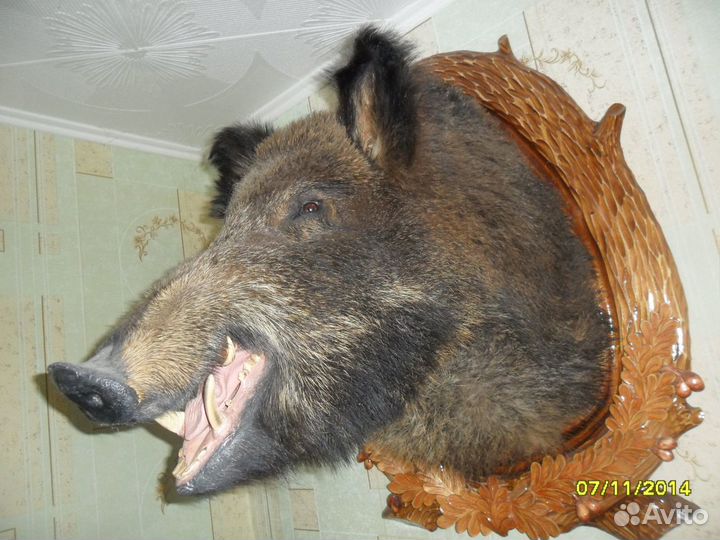 Чучело головы кабана на медальоне