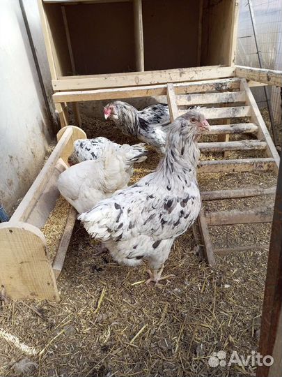 Породистые курочки и петушки, цыплята, ия