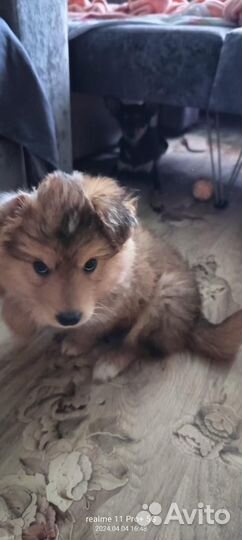 Щенок ищет дом