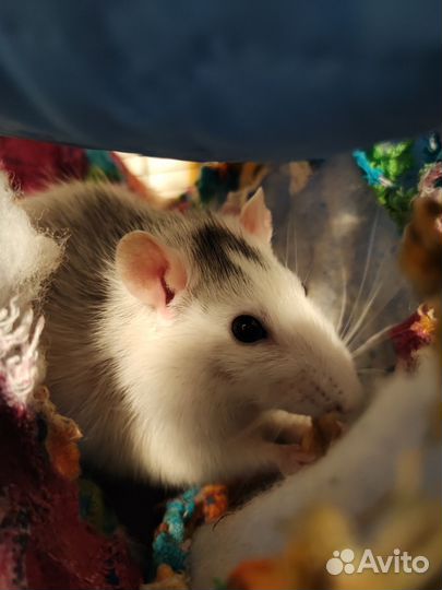 Крысы с клеткой