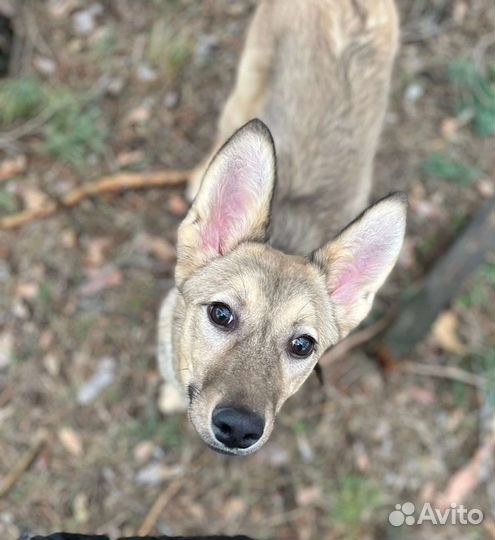 Очень красивая собачка