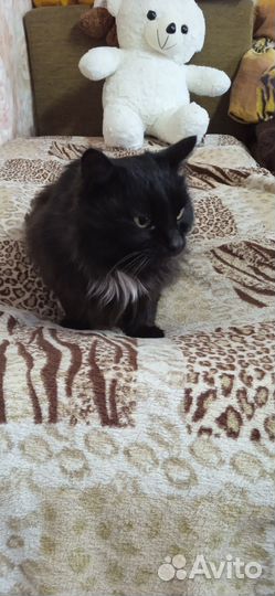 Кот и кошка
