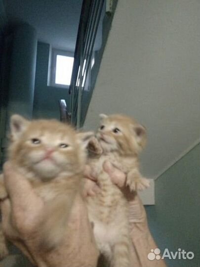 Котята в добрые руки мальчики