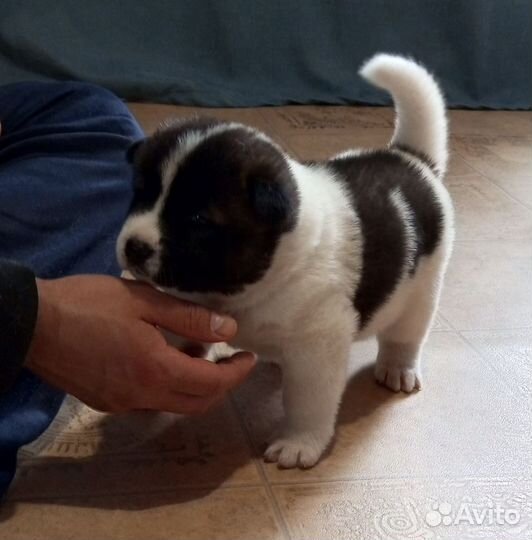 Продаются щенки Американской Акиты