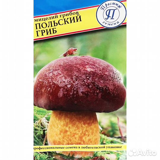 Мицелий грибов польский гриб