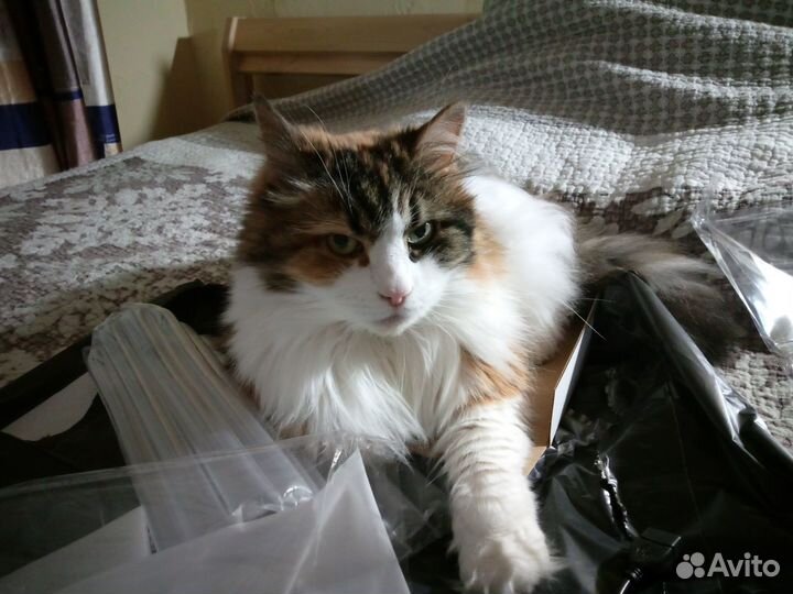 Котоняня, зооняня