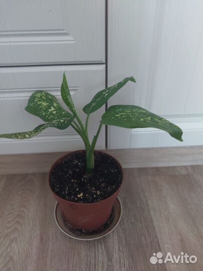 Диффенбахия