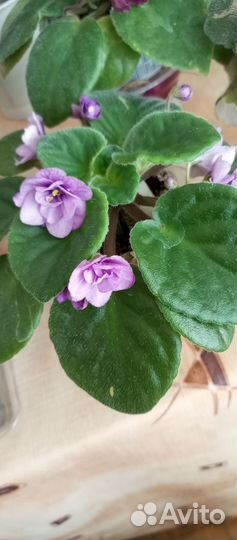 Сенполии сортовые