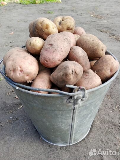 Продукты питания