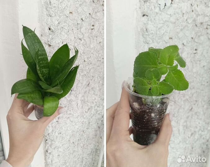 Комнатные цветы