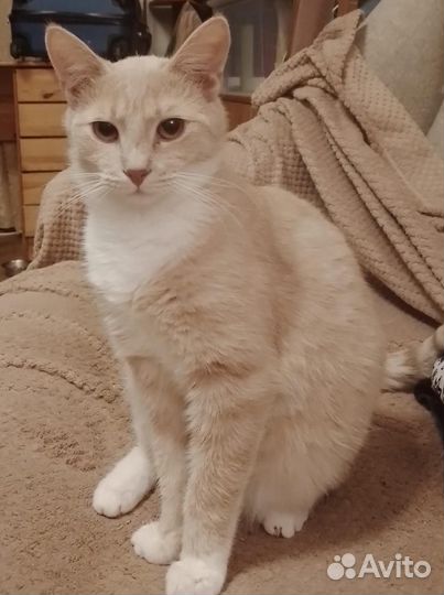 Котик Персик