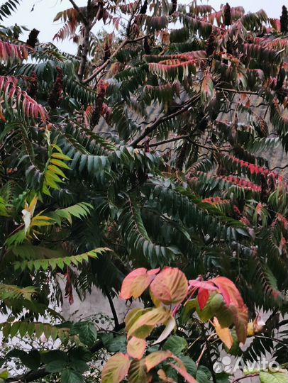 Сумах саженцы высокие