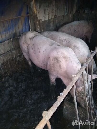 Услуги хряка