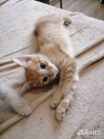 Рыжие котята