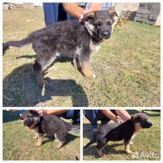 Щенки немецкой овчарки