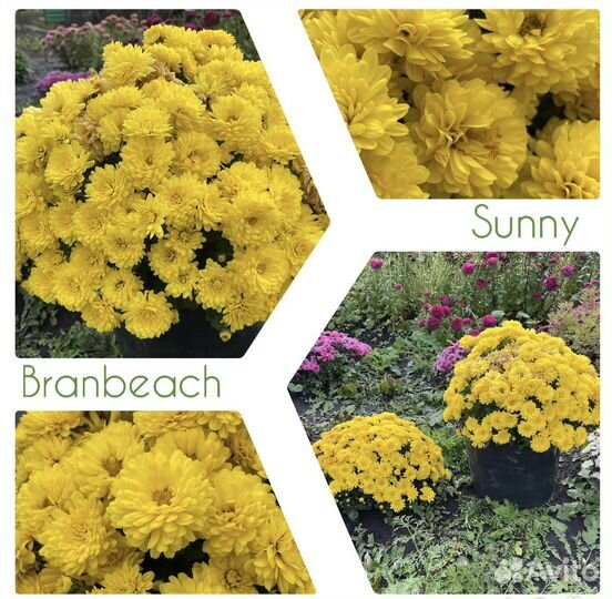 Хризантама Мультифлора