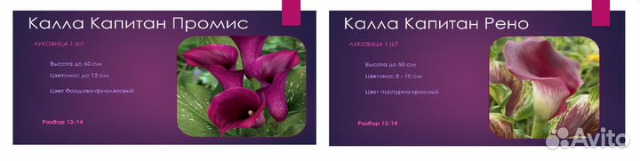 Луковицы цветов Калла в ассортименте