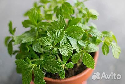 Укоренённые саженцы Джунгалан-гиностемы