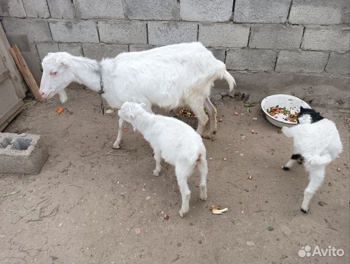Коза с козлятами