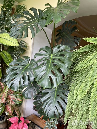 Растения комнатные