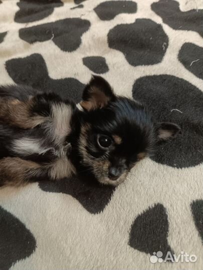 Щенки чорки