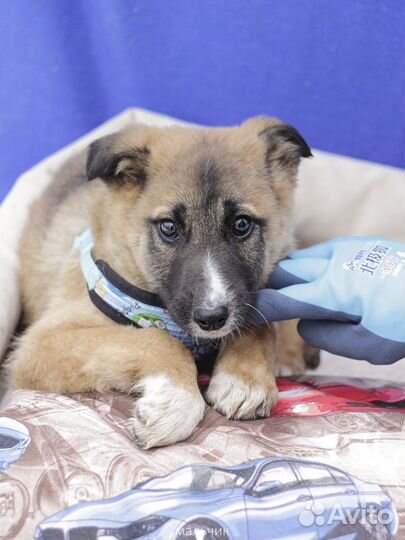 Собака в добрые руки