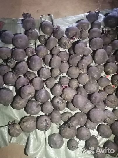 Свекла столовая