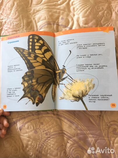 Энциклопедия насекомые