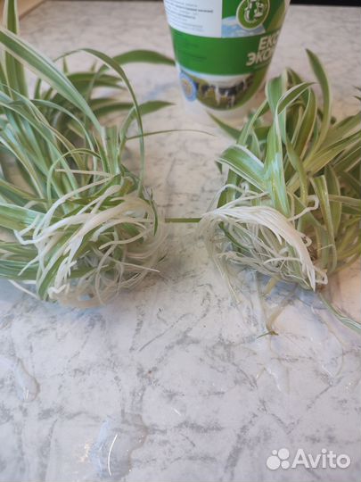 Хлорофитум