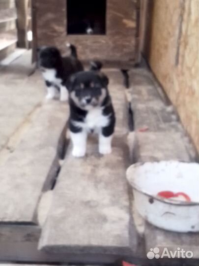 Щенки алабая