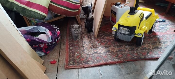 Котята отдам в добрые руки бесплатно