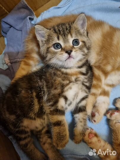 Британские котята