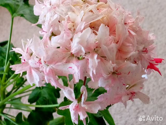 Пеларгония звездчатая